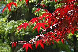 Emperor I Japanese Maple (Acer palmatum 'Wolff') at Make It Green Garden Centre