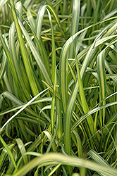 El Dorado Feather Reed Grass (Calamagrostis x acutiflora 'El Dorado') at Make It Green Garden Centre