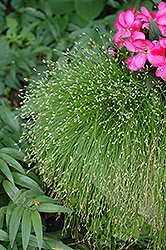 Fiber Optic Grass (Isolepis cernua) at Make It Green Garden Centre