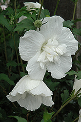 White Chiffon Rose of Sharon (Hibiscus syriacus 'Notwoodtwo') at Make It Green Garden Centre