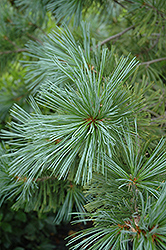 Vanderwolf's Pyramid Pine (Pinus flexilis 'Vanderwolf's Pyramid') at Make It Green Garden Centre