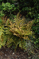 Autumn Fern (Dryopteris erythrosora) at Make It Green Garden Centre