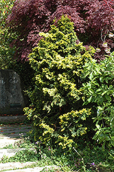 Verdon Dwarf Hinoki Falsecypress (Chamaecyparis obtusa 'Verdoni') at Make It Green Garden Centre