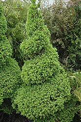 Dwarf Alberta Spruce (Picea glauca 'Conica (spiral)') at Make It Green Garden Centre