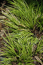Grassy-Leaved Sweet Flag (Acorus gramineus 'Minimus Aureus') at Make It Green Garden Centre