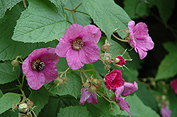 Flowering Raspberry (Rubus odoratus) at Make It Green Garden Centre