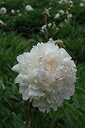 Chestine Gowdy Peony (Paeonia 'Chestine Gowdy') at Make It Green Garden Centre