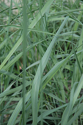 Dewey Blue Switch Grass (Panicum amarum 'Dewey Blue') at Make It Green Garden Centre