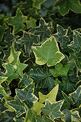 Gold Child Ivy (Hedera helix 'Gold Child') at Make It Green Garden Centre