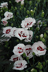 Scent First Coconut Surprise Pinks (Dianthus 'WP05Yves') at Make It Green Garden Centre