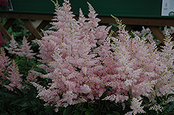 Younique Silvery Pink Astilbe (Astilbe 'Verssilverypink') at Make It Green Garden Centre