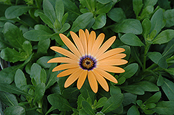 Orange Symphony African Daisy (Osteospermum 'Orange Symphony') at Make It Green Garden Centre