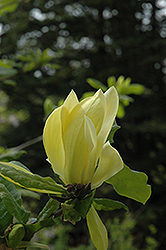 Sunburst Magnolia (Magnolia 'Sunburst') at Make It Green Garden Centre