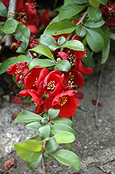 Crimson and Gold Flowering Quince (Chaenomeles x superba 'Crimson and Gold') at Make It Green Garden Centre