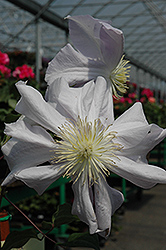 Louise Rowe Clematis (Clematis 'Louise Rowe') at Make It Green Garden Centre