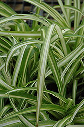 Spider Plant (Chlorophytum comosum) at Make It Green Garden Centre