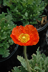 Spring Fever Orange Poppy (Papaver nudicaule 'Spring Fever Orange') at Make It Green Garden Centre
