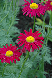 Robinson's Red Painted Daisy (Tanacetum coccineum 'Robinson's Red') at Make It Green Garden Centre