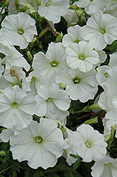 Supertunia Mini White Petunia (Petunia 'Supertunia Mini White') at Make It Green Garden Centre