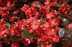 Harmony Scarlet Begonia (Begonia 'Harmony Scarlet') at Make It Green Garden Centre