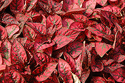 Splash Select Red Polka Dot Plant (Hypoestes phyllostachya 'Splash Select Red') at Make It Green Garden Centre