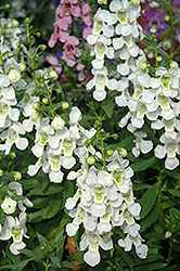 Serena White Angelonia (Angelonia angustifolia 'PAS1209522') at Make It Green Garden Centre