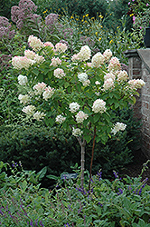 Limelight Hydrangea (tree form) (Hydrangea paniculata 'Limelight (tree form)') at Make It Green Garden Centre