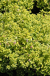Golden Elf Spirea (Spiraea japonica 'Golden Elf') at Make It Green Garden Centre