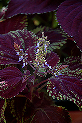 Emotions Sophisticated Coleus (Solenostemon scutellarioides 'Sophisticated') at Make It Green Garden Centre
