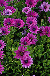 Akila Purple African Daisy (Osteospermum ecklonis 'Akila Purple') at Make It Green Garden Centre