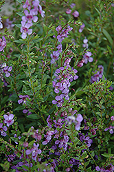 AngelMist Purple Angelonia (Angelonia angustifolia 'AngelMist Purple') at Make It Green Garden Centre