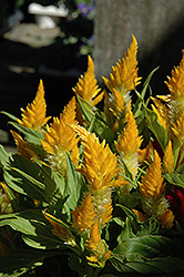Yellow Plumed Celosia (Celosia plumosa 'Yellow') at Make It Green Garden Centre