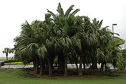 Chinese Fan Palm (Livistona chinensis) at Make It Green Garden Centre