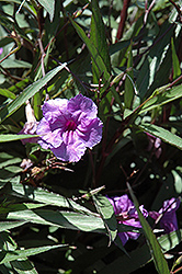 Purple Showers Mexican Petunia (Ruellia brittoniana 'Purple Showers') at Make It Green Garden Centre