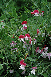 Painted Lady Sweet Pea (Lathyrus odoratus 'Painted Lady') at Make It Green Garden Centre