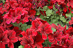Aristo Velvet Red Geranium (Pelargonium 'Aristo Velvet Red') at Make It Green Garden Centre