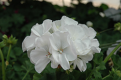 Classic White Geranium (Pelargonium 'Classic White') at Make It Green Garden Centre