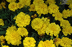 Boy Yellow Marigold (Tagetes patula 'Boy Yellow') at Make It Green Garden Centre