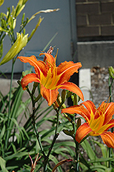 Orange Daylily (Hemerocallis fulva) at Make It Green Garden Centre