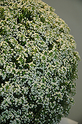 White Knight Alyssum (Lobularia maritima 'White Knight') at Make It Green Garden Centre