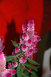 Kelos Purple Celosia (Celosia 'Kelos Purple') at Make It Green Garden Centre
