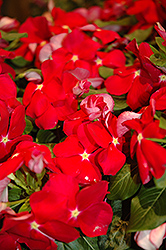 Cora Red Vinca (Catharanthus roseus 'Cora Red') at Make It Green Garden Centre