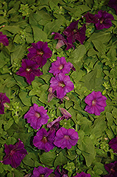 Surfinia Purple Majesty Petunia (Petunia 'Surfinia Purple Majesty') at Make It Green Garden Centre