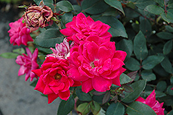 Knock Out Double Red Rose (Rosa 'Radtko') at Make It Green Garden Centre