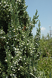 Trautman Juniper (Juniperus chinensis 'Trautman') at Make It Green Garden Centre