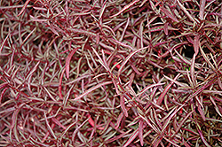 Red Threads Alternanthera (Alternanthera ficoidea 'Red Threads') at Make It Green Garden Centre