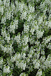 Serena White Angelonia (Angelonia angustifolia 'PAS1209522') at Make It Green Garden Centre