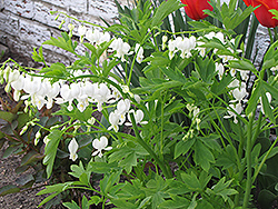 White Bleeding Heart (Dicentra spectabilis 'Alba') at Make It Green Garden Centre