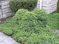 Dwarf Japgarden Juniper (Juniperus procumbens 'Nana') at Make It Green Garden Centre