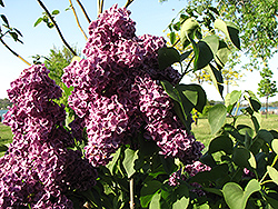 Monge Lilac (Syringa vulgaris 'Monge') at Make It Green Garden Centre